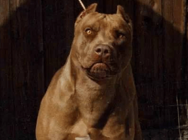 比特犬咬人么?养他的人都是这么说的