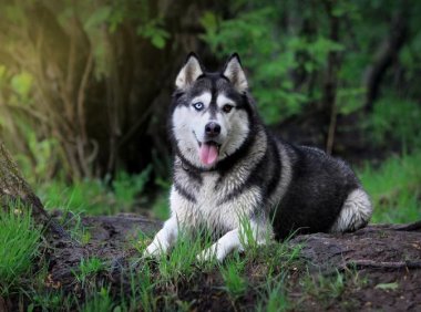 阿拉斯加犬和哈士奇哪个好?性格品性差异太大