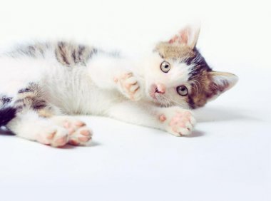 小猫吃什么食物好？切忌无脑乱给食