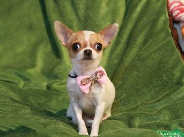 吉娃娃寿命多少年,正常情况下就是这么些年