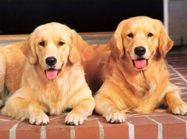 宠物皮肤病该怎么去治疗，你需要注意这些情况