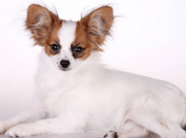 怎样训练蝴蝶犬？别错过最佳时期