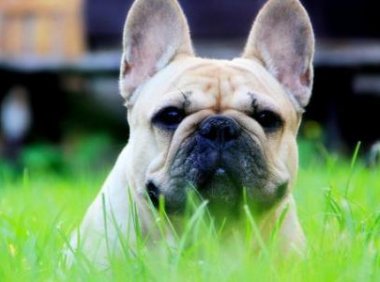 法国斗牛犬有攻击性吗？狗急都会跳墙