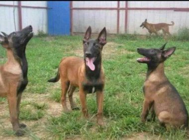 马犬不吃东西怎么办?观察分析几天找到原因