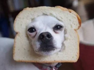 狗狗可以吃面包吗?还是少吃为妙