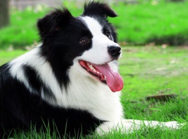 边境牧羊犬和杜宾哪个好？风格不同也能比较