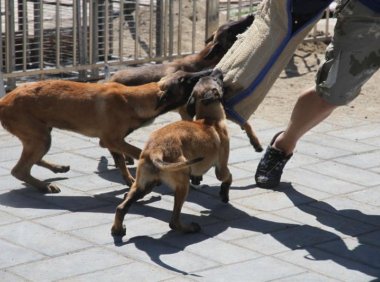 马犬训练方法，这些方法一定要坚持下去