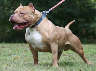 比特犬护主吗？那不是一般的护犊子