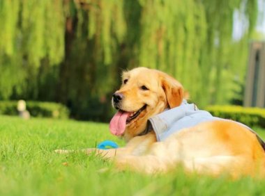 狗死前有什么征兆?这几种表现应该就能断定了