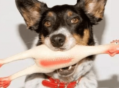 狗狗爱听的音乐,你会看到它们翩翩起舞