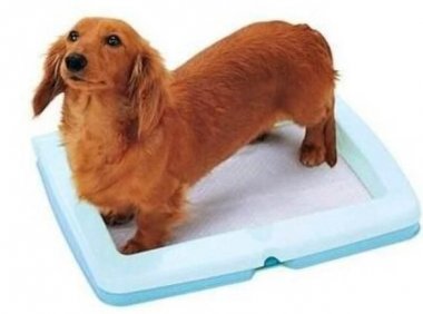 怎么教狗狗上厕所?靠的就是耐心有效的训练