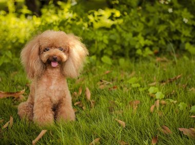 贵宾犬尿频是怀孕吗?不排除这些可能