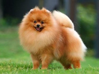 为什么说博美不好养?都是这些原因导致的