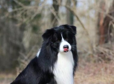 边境牧羊犬体力怎么样?体力都是靠训练出来的