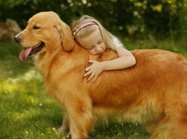 金毛几个月开始训练？训练其实跟年龄关系不大