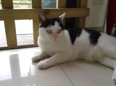 被猫咬了要打针吗，有预防总好一些