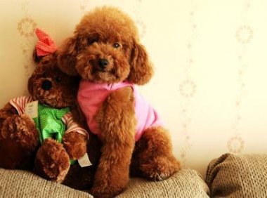 贵宾犬咬人吗？这篇文章可以消除你的疑惑