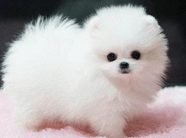 博美犬吃什么好,看完本文轻松养好它