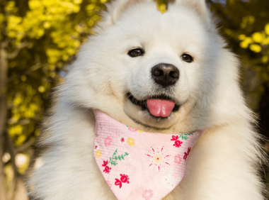 什么人适合养萨摩耶？来看看你是否达标