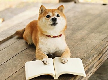 柴犬会咬人吗?让人是又爱又恨