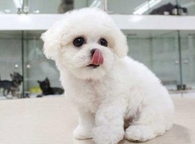 比熊幼犬吃什么?比熊的饮食详解