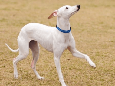 惠比特犬如何训练,这些妙招你要须知