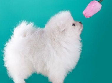 小狗狗怎么训练?年龄小不是理由