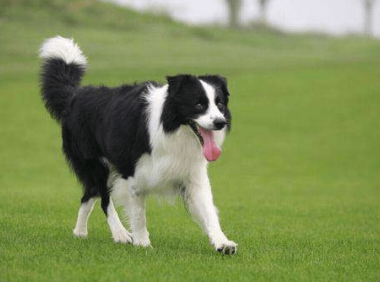 边境牧羊犬战斗力如何?直观的来说下