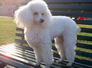 贵宾犬睡觉发抖是怎么回事?有以下几点原因