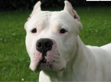 杜高犬十个不养的理由,这样的杜高你还敢养吗