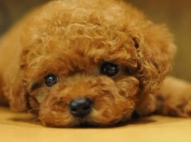 贵宾犬眼睛大吗？相对来说就是这样的