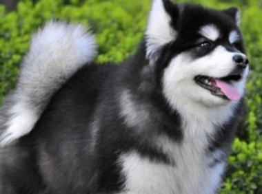 阿拉斯加吃什么,原来它喜欢吃这个