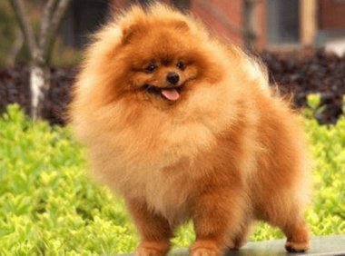 博美老是流眼泪怎么回事?要注意这些方面的问题