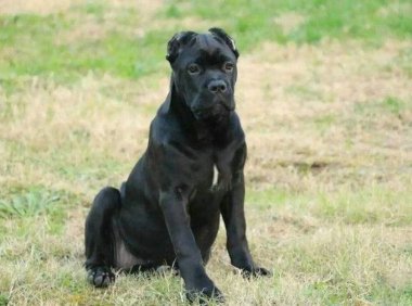 卡斯罗犬怎么样?犬是好犬,就是面相不友善