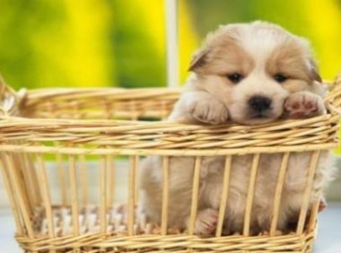 便宜好养的狗有哪几种?看看以下这些怎么样