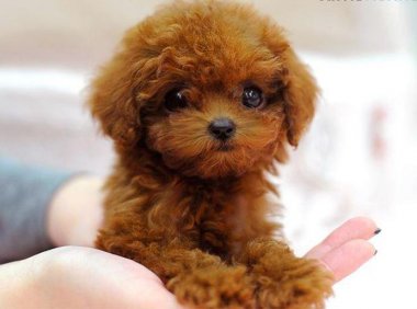 茶杯犬可以生小狗吗?狗狗太小要心细