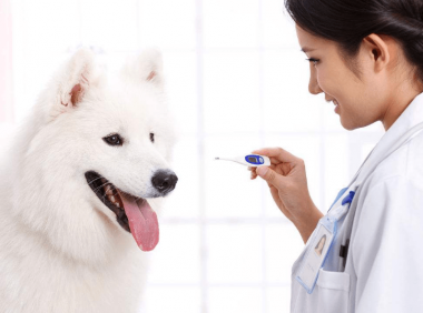 小狗发烧的症状 5大症状3大绝招