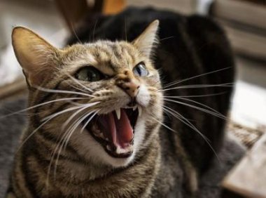 猫生气的表现,这些表现都能说明
