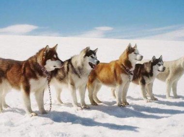 阿拉斯加犬要怎么训练,干货教程来学学