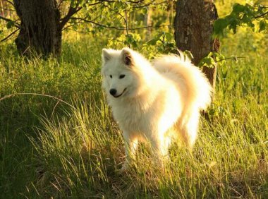 萨摩耶怎么喂养？六个重要注意事项