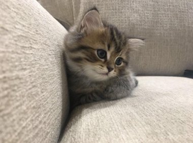 养公猫好还是母猫好?看个人喜好吧