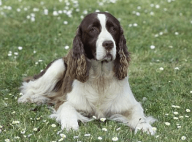 史宾格犬斑点多好吗？好与不好全凭这些