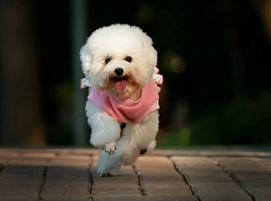 贵妇犬傲娇吗？真相让你不得不宠爱