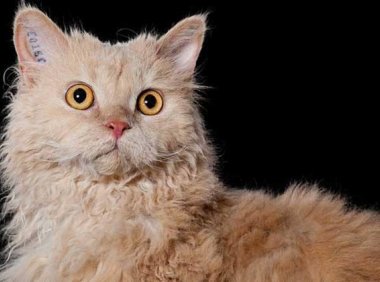 猫吃什么食物，除了鱼这些其实也都爱吃