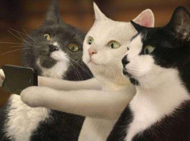 世界上最可爱的猫,到底是哪一种呢