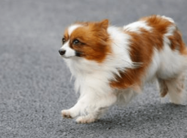 蝴蝶犬怎么训练大小便?跟其他狗狗方法差不多