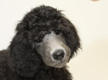 贵宾犬肚子有虫怎么办?这几点建议可以收藏下