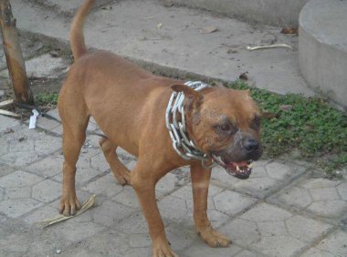 比特犬会咬主人么？兽性难改，小心为上