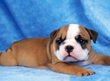 狗狗心跳很快怎么回事?及时去排查原因