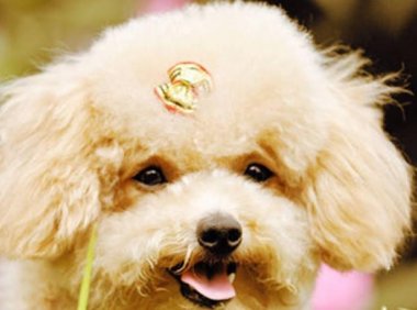 泰迪犬一天喂几次?管饱别猛喂养